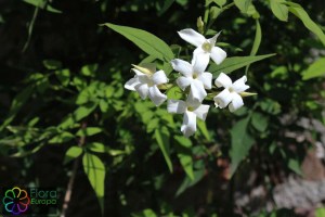 jasminum officinale (2)